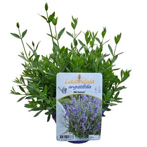 Bild von Ej Lavendel P19 Angustifolia spear blue